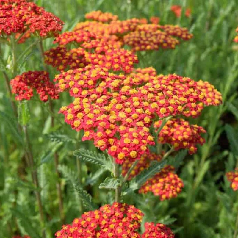 Achillea umbellata 'Walther Funcke' ---